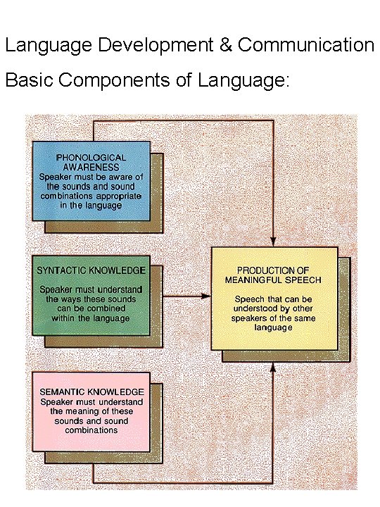 Language Development & Communication Basic Components of Language: 