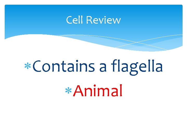 Cell Review Contains a flagella Animal 