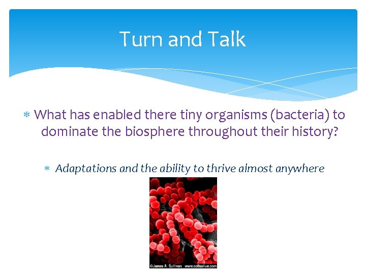 Turn and Talk What has enabled there tiny organisms (bacteria) to dominate the biosphere