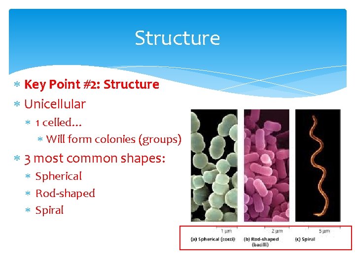 Structure Key Point #2: Structure Unicellular 1 celled… Will form colonies (groups) 3 most