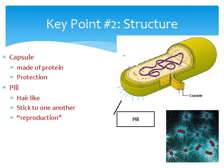Key Point #2: Structure Capsule made of protein Protection Pili Hair like Stick to