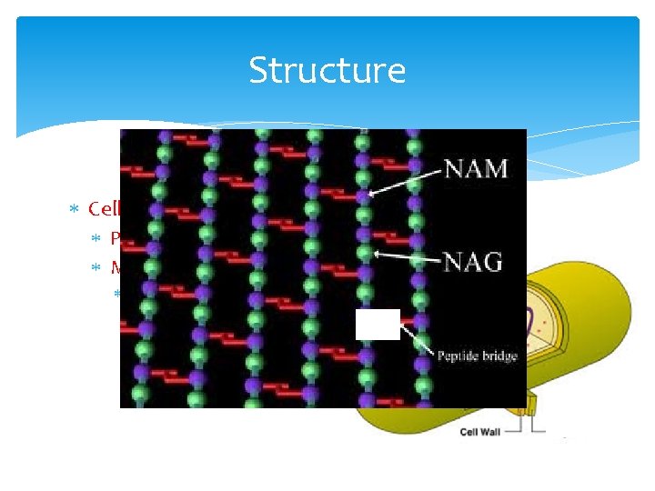 Structure Cell Wall: Peptidoglycan (sugar) Maintains cell shape and strength How does salt preserve