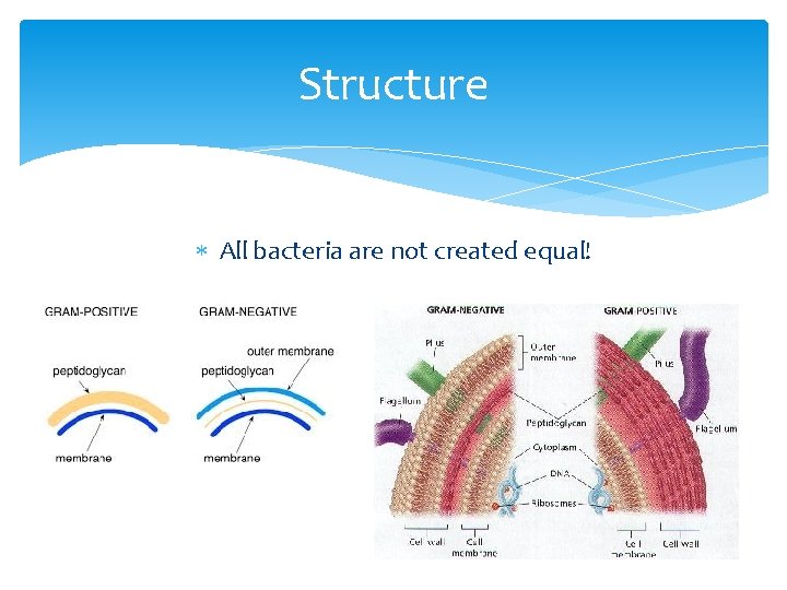 Structure All bacteria are not created equal! 