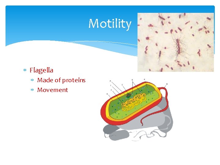 Motility Flagella Made of proteins Movement 