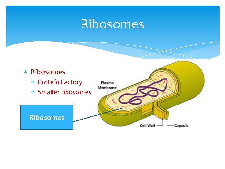 Ribosomes Protein Factory Smaller ribosomes Ribosomes 