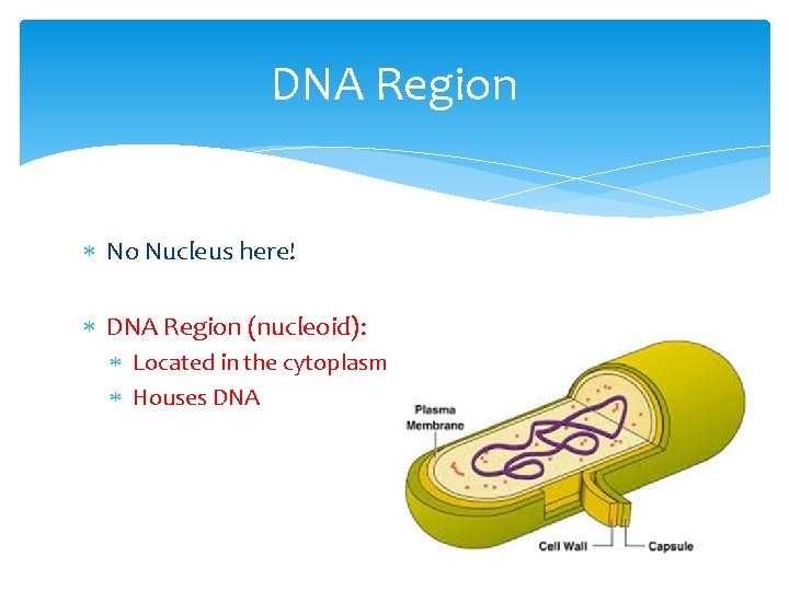 DNA Region No Nucleus here! DNA Region (nucleoid): Located in the cytoplasm Houses DNA