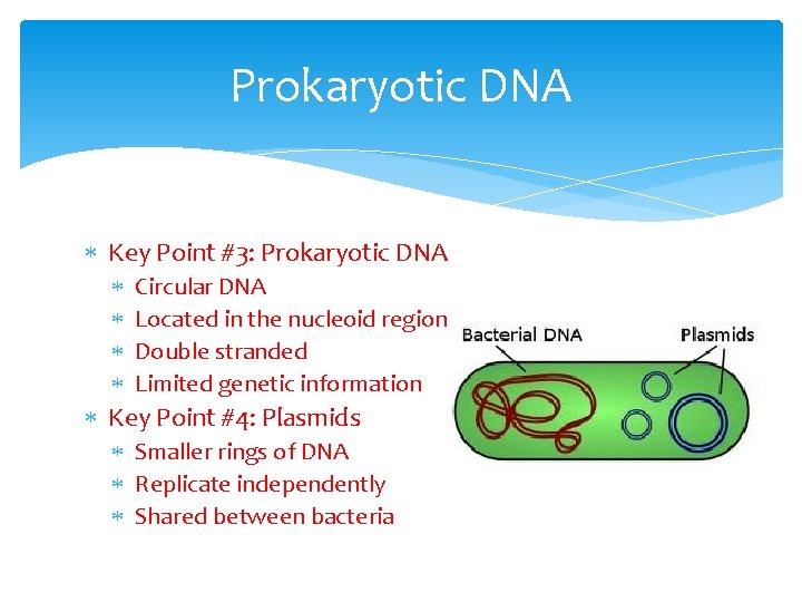 Prokaryotic DNA Key Point #3: Prokaryotic DNA Circular DNA Located in the nucleoid region