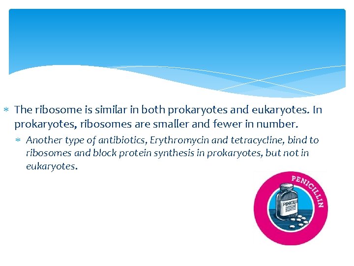  The ribosome is similar in both prokaryotes and eukaryotes. In prokaryotes, ribosomes are