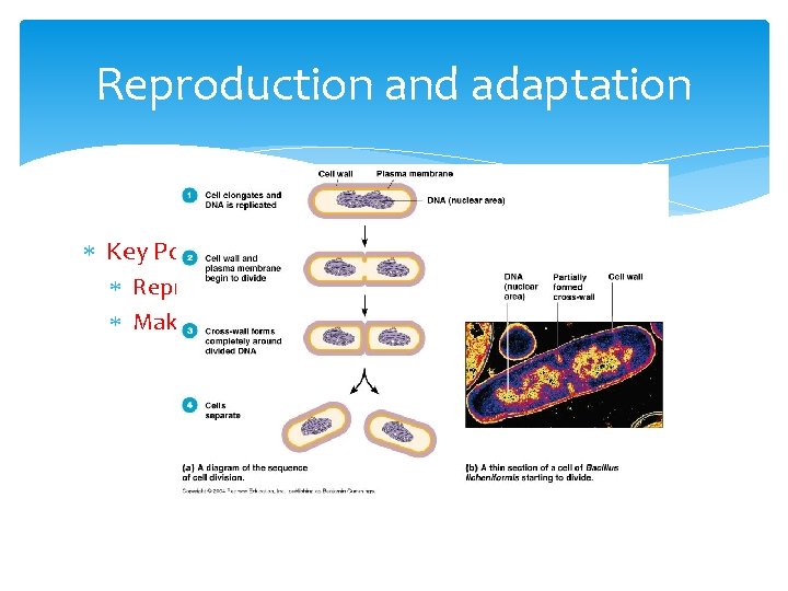 Reproduction and adaptation Key Point #5: Divide by binary fission Reproduce quickly Make exact