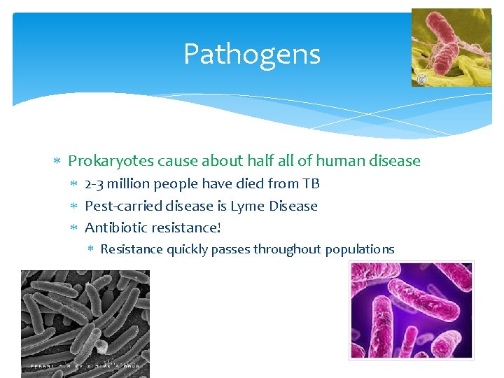 Pathogens Prokaryotes cause about half all of human disease 2 -3 million people have