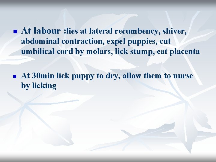n At labour : lies at lateral recumbency, shiver, abdominal contraction, expel puppies, cut