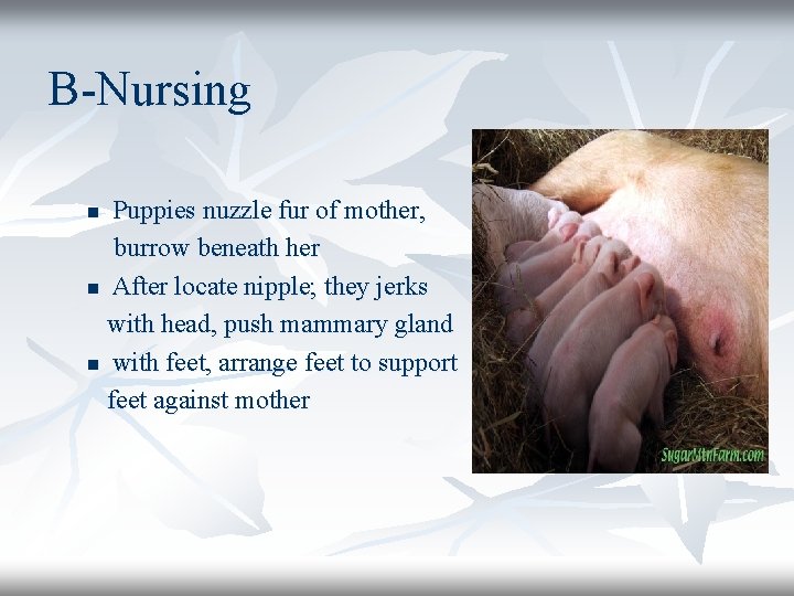 B-Nursing Puppies nuzzle fur of mother, burrow beneath her n After locate nipple; they