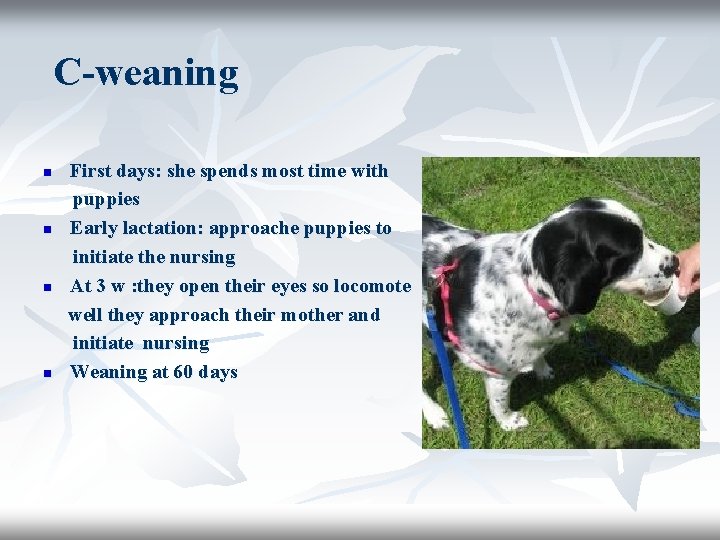 C-weaning n n First days: she spends most time with puppies Early lactation: approache