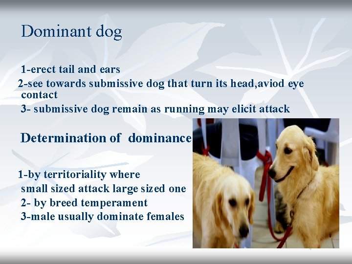 Dominant dog 1 -erect tail and ears 2 -see towards submissive dog that turn
