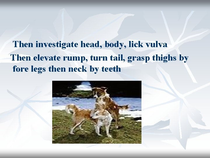 Then investigate head, body, lick vulva Then elevate rump, turn tail, grasp thighs by