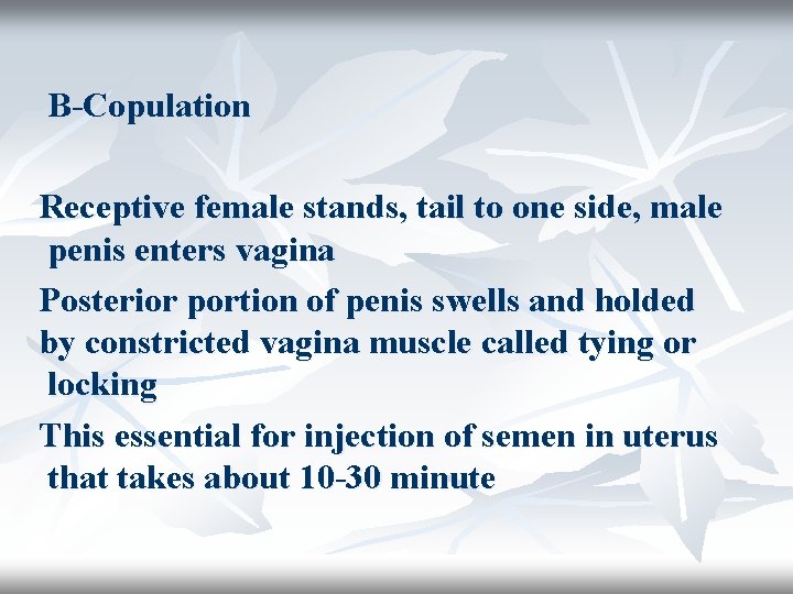 B-Copulation Receptive female stands, tail to one side, male penis enters vagina Posterior portion