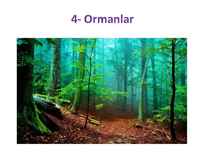 4 - Ormanlar 
