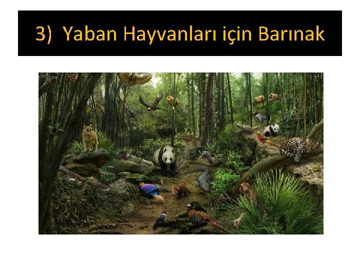 3) Yaban Hayvanları için Barınak 