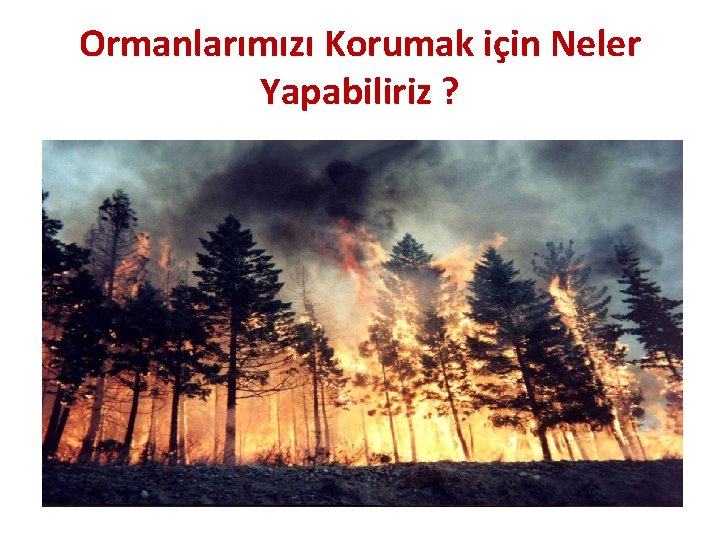 Ormanlarımızı Korumak için Neler Yapabiliriz ? 