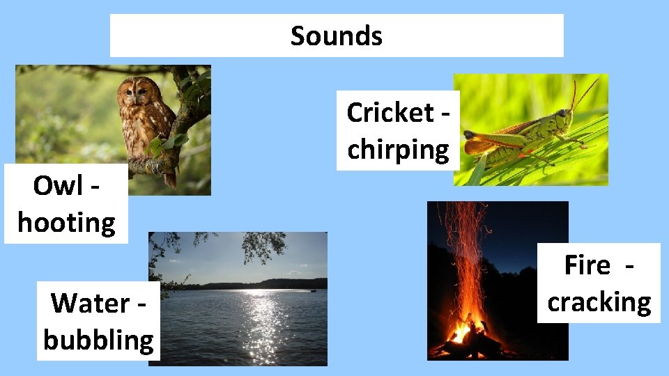 Sounds Owl hooting Water bubbling Cricket chirping Fire cracking 