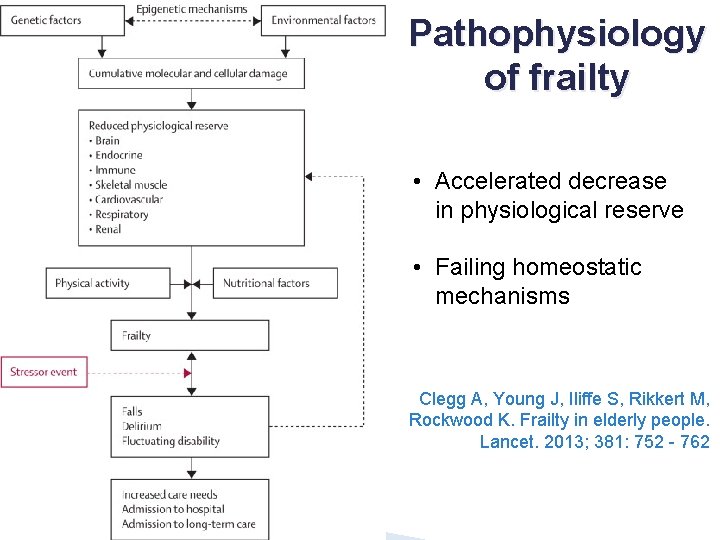 Pathophysiology of frailty • Accelerated decrease in physiological reserve • Failing homeostatic mechanisms Clegg