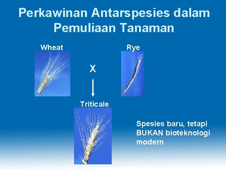 Perkawinan Antarspesies dalam Pemuliaan Tanaman Wheat Rye X Triticale Spesies baru, tetapi BUKAN bioteknologi