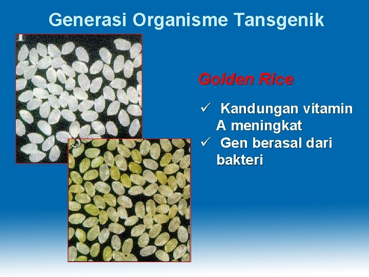 Generasi Organisme Tansgenik Golden Rice ü Kandungan vitamin A meningkat ü Gen berasal dari