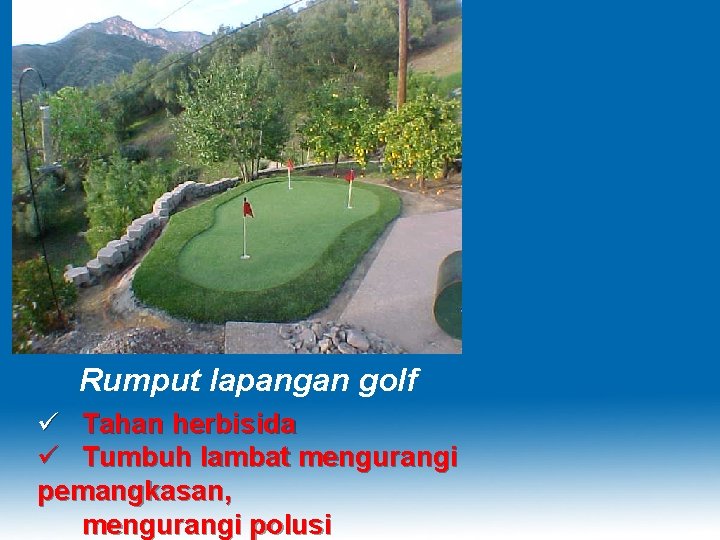 Rumput lapangan golf ü Tahan herbisida ü Tumbuh lambat mengurangi pemangkasan, mengurangi polusi 