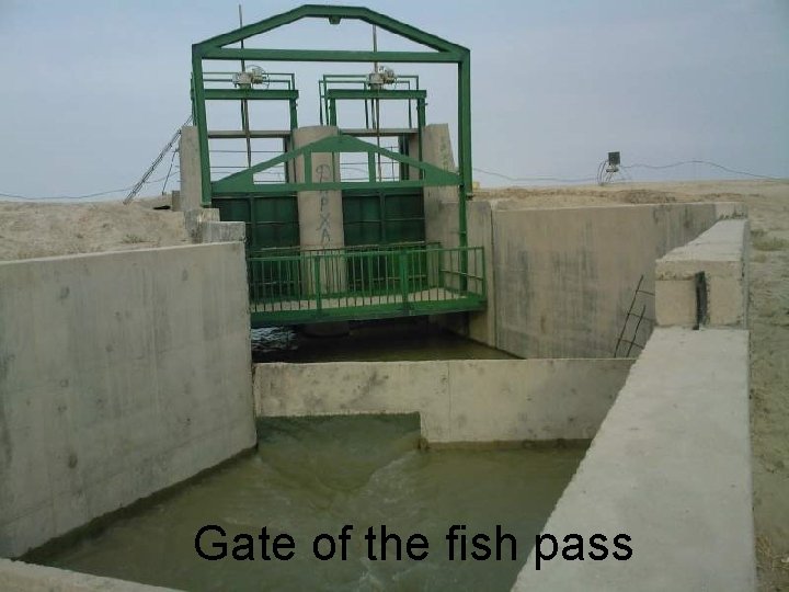 Gate of the fish pass 