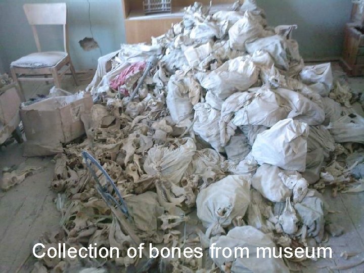 Collection of bones from museum 