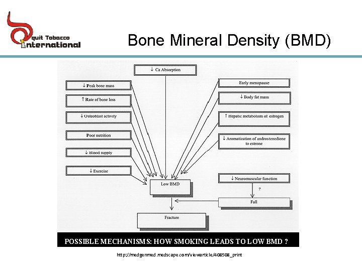 Bone Mineral Density (BMD) POSSIBLE MECHANISMS: HOW SMOKING LEADS TO LOW BMD ? http: