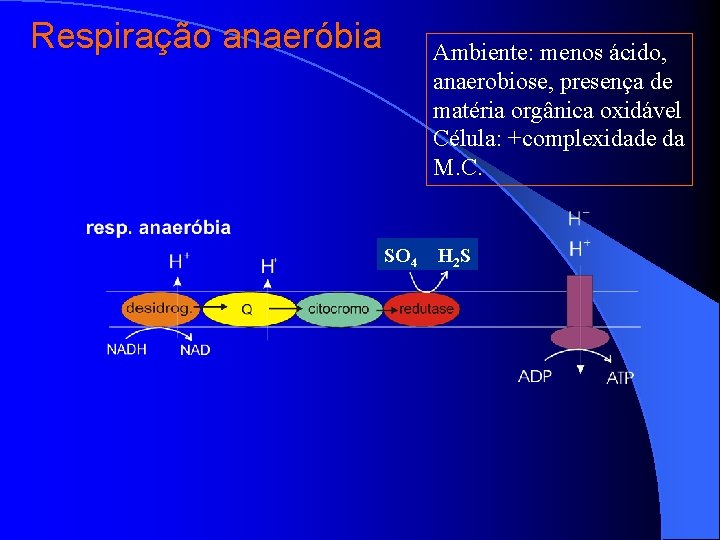 Respiração anaeróbia Ambiente: menos ácido, anaerobiose, presença de matéria orgânica oxidável Célula: +complexidade da