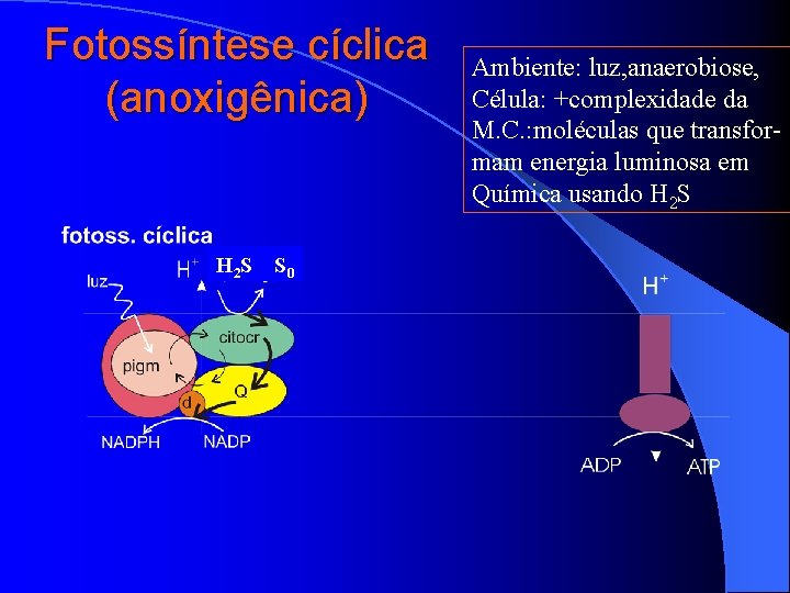 Fotossíntese cíclica (anoxigênica) H 2 S S 0 Ambiente: luz, anaerobiose, Célula: +complexidade da