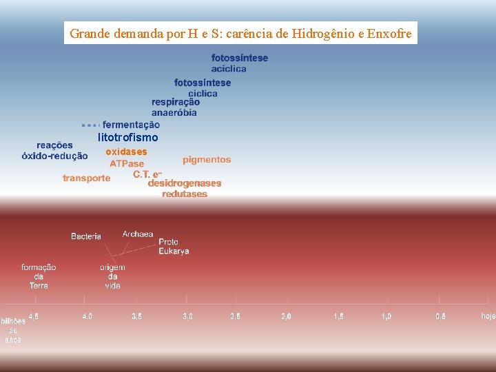 Grande demanda por H e S: carência de Hidrogênio e Enxofre litotrofismo oxidases 