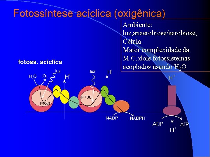 Fotossíntese acíclica (oxigênica) Ambiente: luz, anaerobiose/aerobiose, Célula: Maior complexidade da M. C. : dois