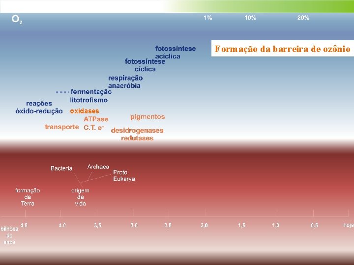 Formação da barreira de ozônio oxidases 