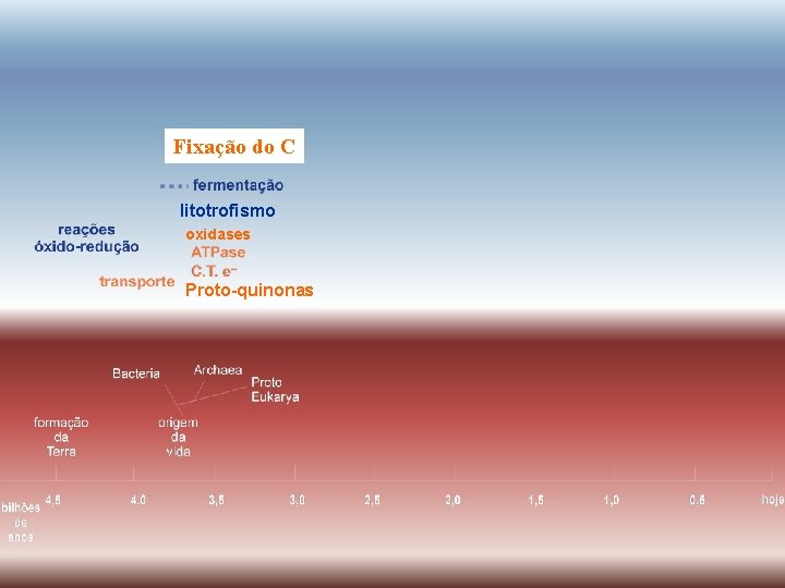 Fixação do C litotrofismo oxidases Proto-quinonas 