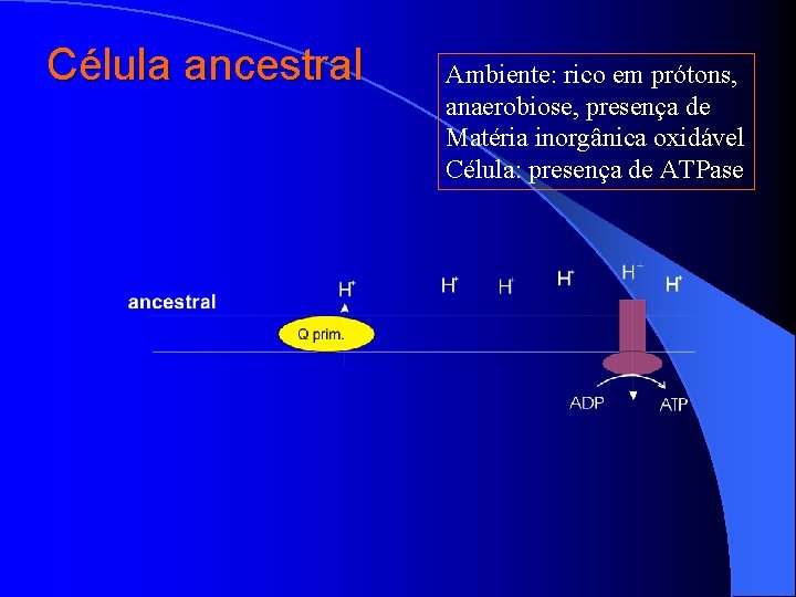 Célula ancestral Ambiente: rico em prótons, anaerobiose, presença de Matéria inorgânica oxidável Célula: presença