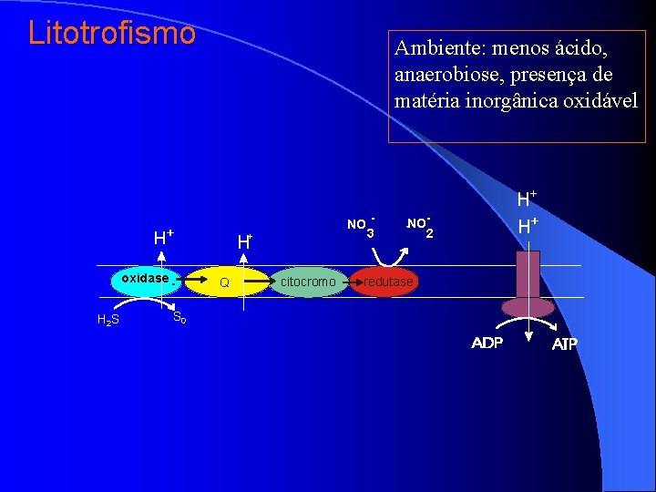 Litotrofismo Ambiente: menos ácido, anaerobiose, presença de matéria inorgânica oxidável NO 3 + H