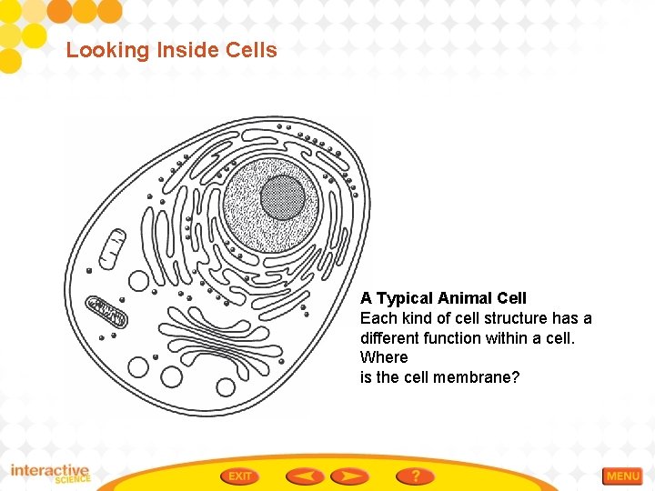 Looking Inside Cells A Typical Animal Cell Each kind of cell structure has a