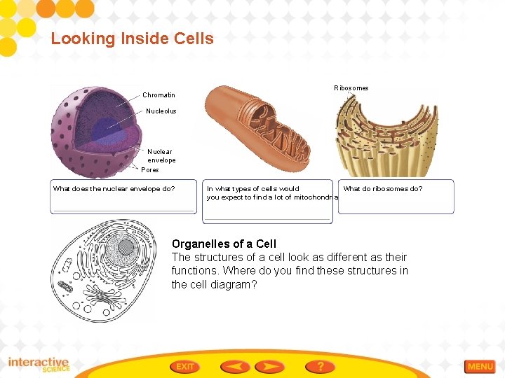 Looking Inside Cells Chromatin Ribosomes Nucleolus Nuclear envelope Pores What does the nuclear envelope