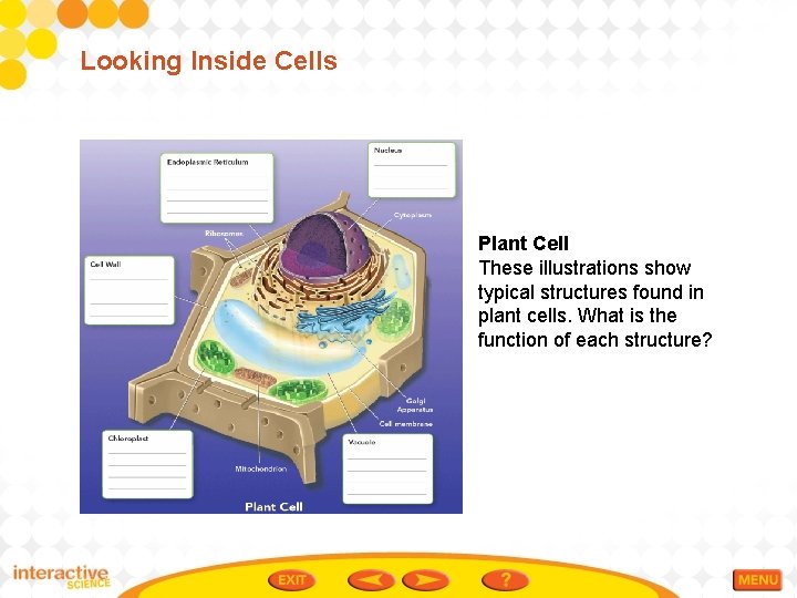 Looking Inside Cells Plant Cell These illustrations show typical structures found in plant cells.