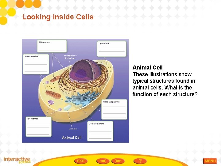 Looking Inside Cells Animal Cell These illustrations show typical structures found in animal cells.