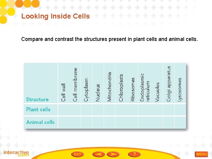 Looking Inside Cells Compare and contrast the structures present in plant cells and animal