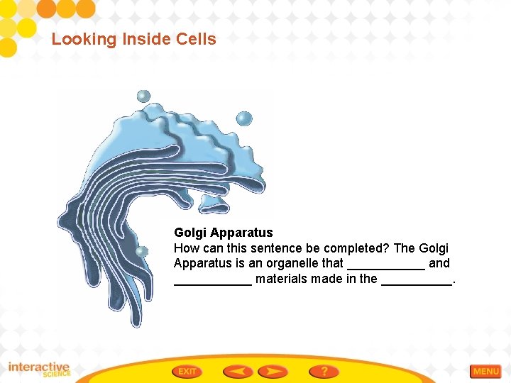 Looking Inside Cells Golgi Apparatus How can this sentence be completed? The Golgi Apparatus