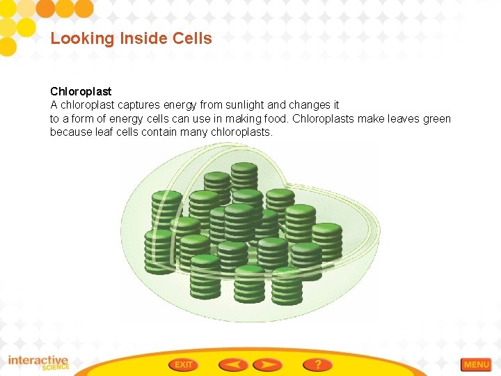 Looking Inside Cells Chloroplast A chloroplast captures energy from sunlight and changes it to