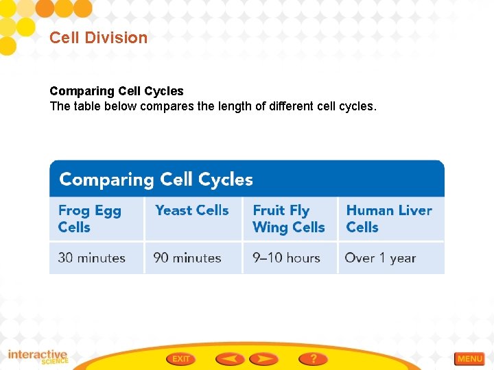 Cell Division Comparing Cell Cycles The table below compares the length of different cell