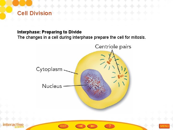 Cell Division Interphase: Preparing to Divide The changes in a cell during interphase prepare