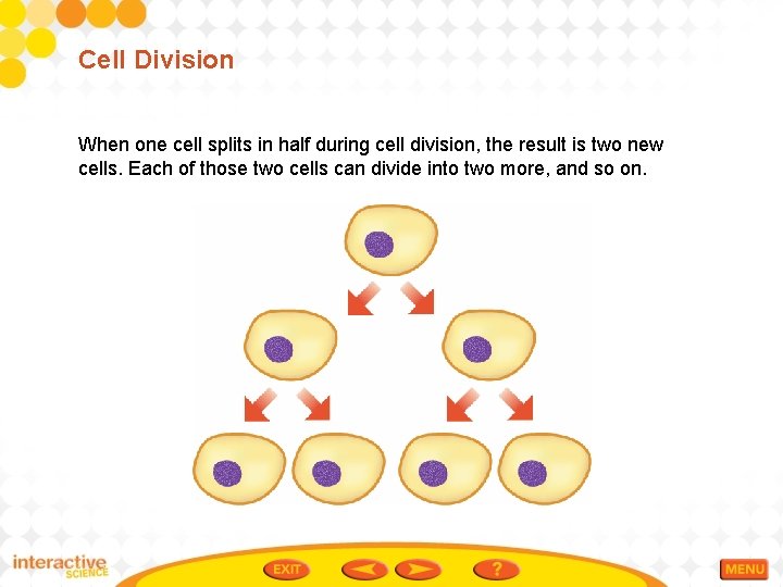 Cell Division When one cell splits in half during cell division, the result is