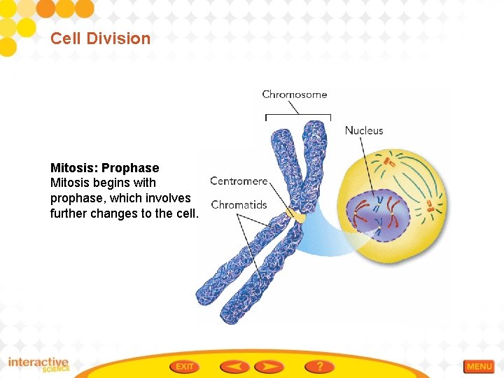 Cell Division Mitosis: Prophase Mitosis begins with prophase, which involves further changes to the